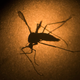 Illustration for article titled You Might Be Able to Contract Zika From Oral Sex